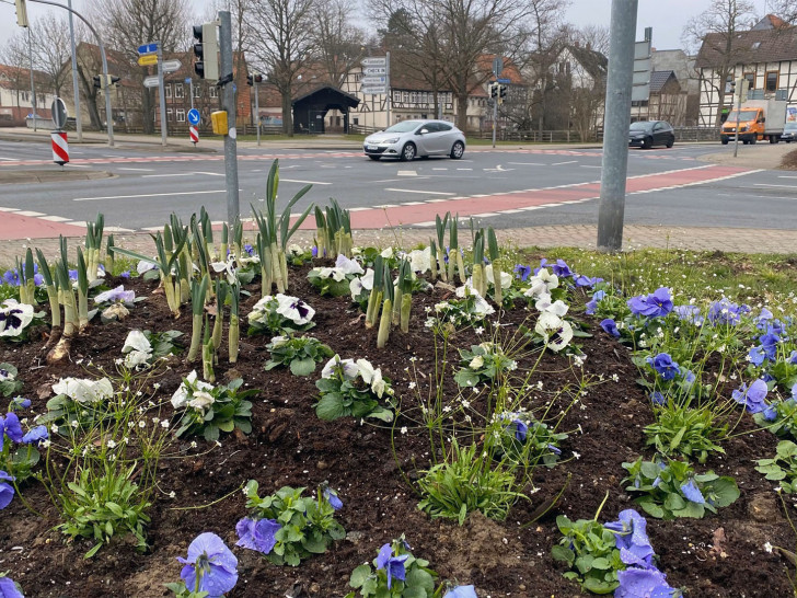 In Wolfenbüttel werden Frühlingsblumen gepflanzt