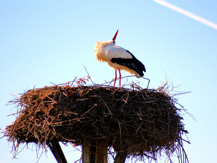 Storch Pepe hat sein neues, altes Nest in Hedeper bezogen.