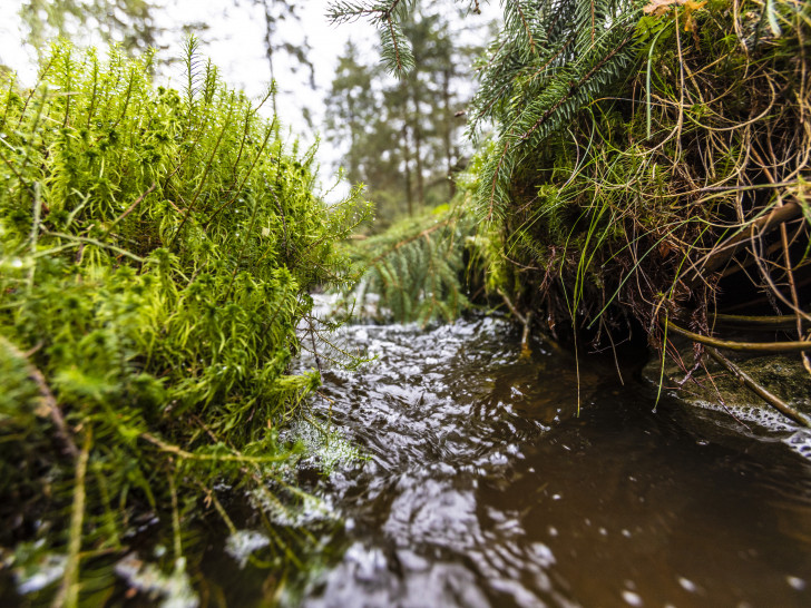 Entwässerungsgräben in Feuchtgebieten sollen im Frühjahr verschlossen werden. Seit  1991 geben Forstleute der Natur mit dem LÖWE-Programm bedrohte Lebensräume zurück.