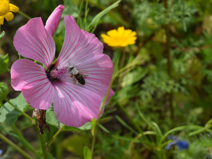 Bienen brauchen geeignete Blüten zur Nahrung – und die Natur braucht die Bienen zum Bestäuben.