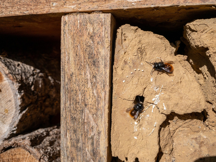 Gehörnte Mauerbienen an Insektennisthilfe.