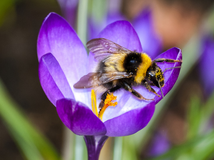 Eine Erdhummel bei der Arbeit.