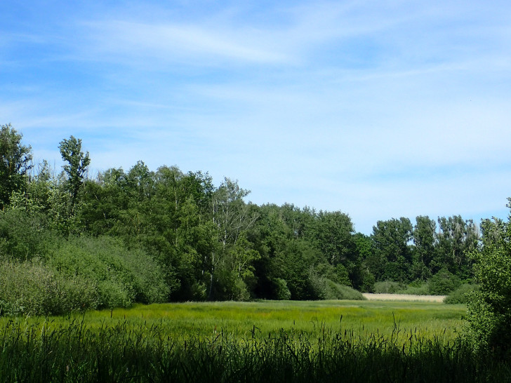 Das FFH-Gebiet Lutterlandbruch. 