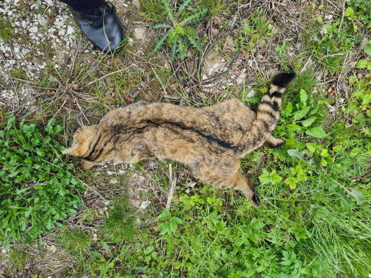 Die Wildkatze wurde auf der Straße getötet.