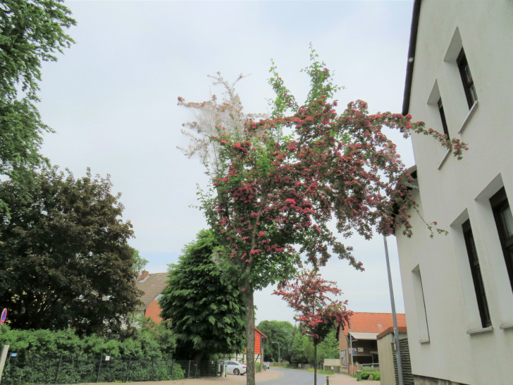 Die Rotdornbäume an der Berliner Straße in Lehre sind von Gespinstmotten befallen. 