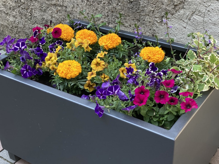 Elf dieser sommerlich bepflanzten Blumenkübel verschönern künftig die Goslarer Innenstadt