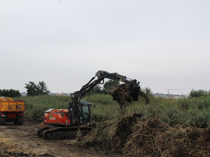 Bagger beim Räumen eines Klärschlammbeetes. Der Schilf wird einfach mitkompostiert. 