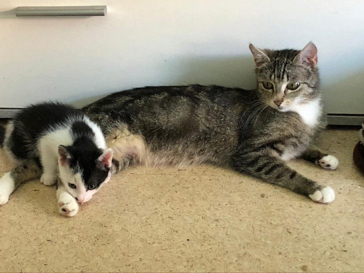 Zwei Katzenfamilien suchen vorübergehend eine Pflegestelle. 