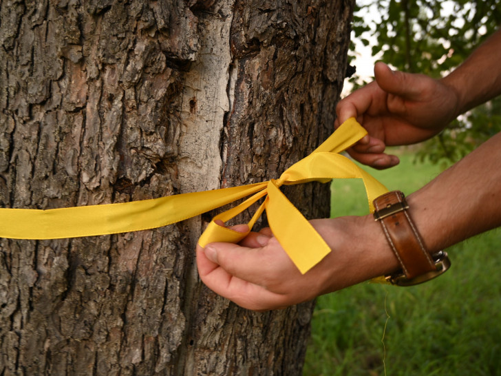 Bäume und Sträucher mit gelben Bändern – hier darf selbstgepflückt werden.