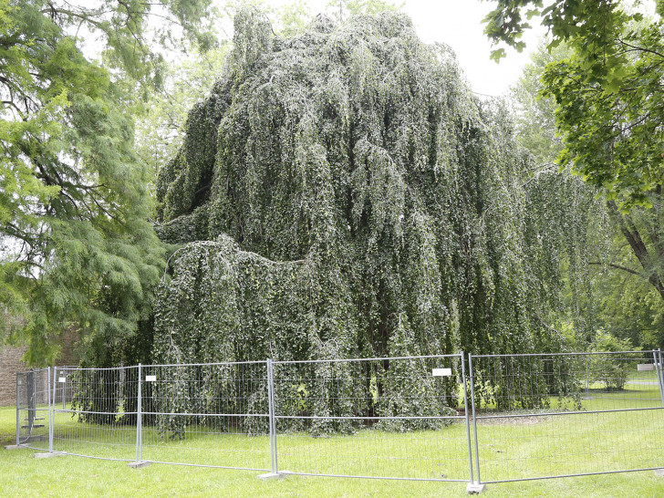 Der Bereich um den Baum ist bereits abgesperrt.