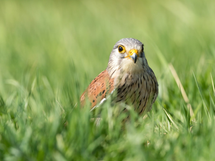 Im Hordorfer Artenschutzhaus sollen zukünftig geschützte Vögel ein Zuhause finden.
