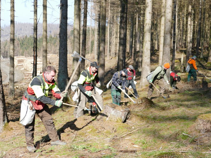 Forstwirte bei der Pflanzung von Mischbaumarten unter abgestorbener Fichte im Harz.
