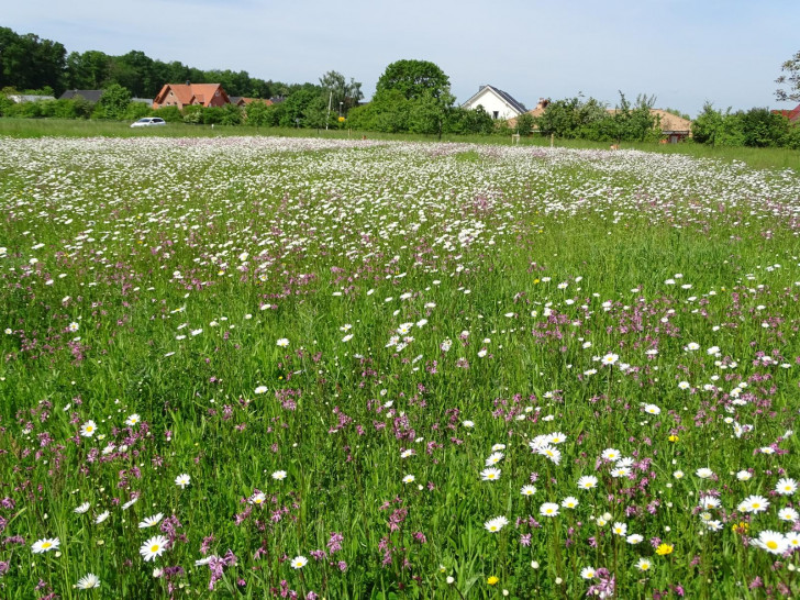 Die Mähwiese am Ortsausgang Barnstorf.
