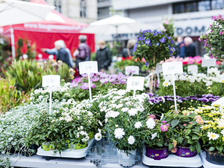 Der zweite Blumenmarkttag lockt am 11. September mit einer Vielfalt an Pflanzen Besucherinnen und Besucher auf den Kohlmarkt.  