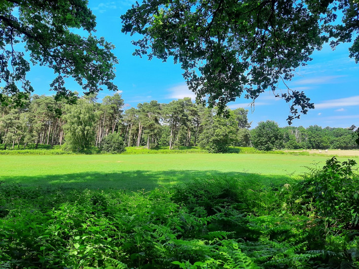 Die Sassenburg von Süden. 
