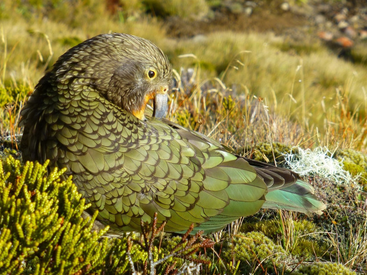 Der nachtaktive, flugunfähige Papagei Kakapo aus Neuseeland.