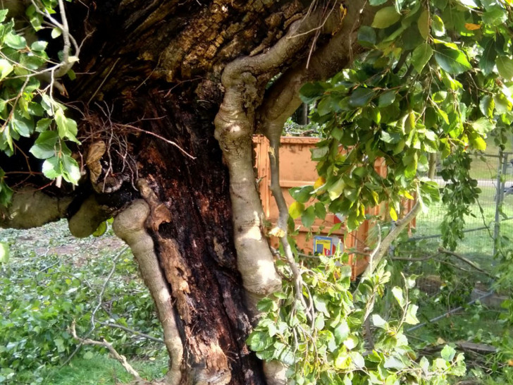 Der Baum war schon stark geschädigt.