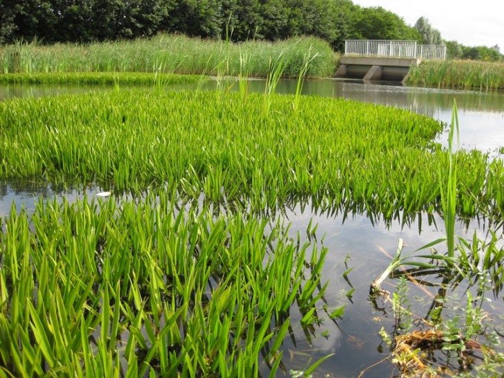 Ziel ist es, ein Gesamtbild über die Wasserqualität (Messstellen in drei Teichen) und den Wasserstand (zehn Grundwassermessstellen) in Wolfsburg zu erhalten und bei Veränderungen frühzeitig entsprechende Gegenmaßnahmen einzuleiten und diese zu bewerten.