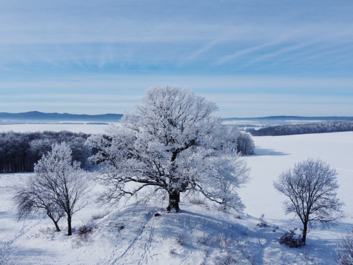 Die Gielder Eiche im Winter.