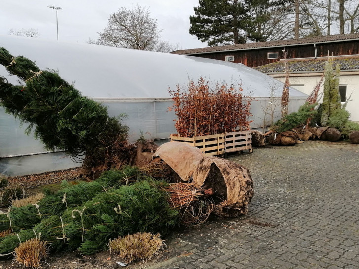 Aktuell laufen die Nachpflanzungen von Bäumen in Wolfenbüttel. 100 neue Stadtbäume werden insgesamt gesetzt.