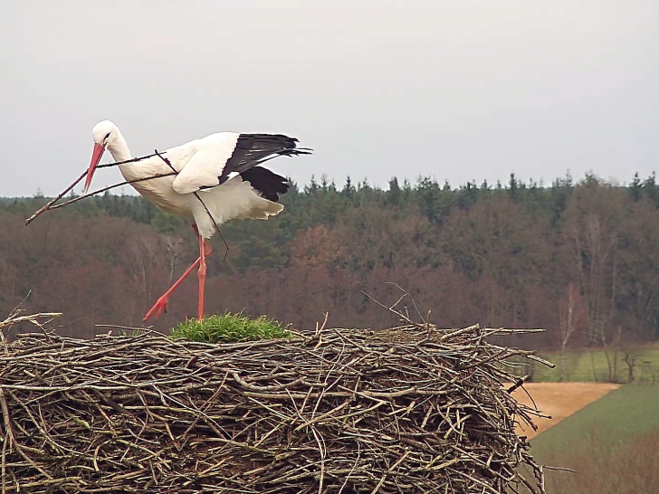 Auch in diesem Jahr ist Storch Fridolin in Leiferde zu bewundern. 
