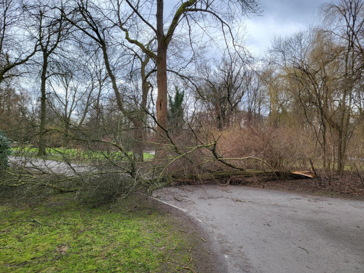 Zeynep sorgte vielerorts - wie hier in Wolfenbüttel - für umgestürzte Bäume.