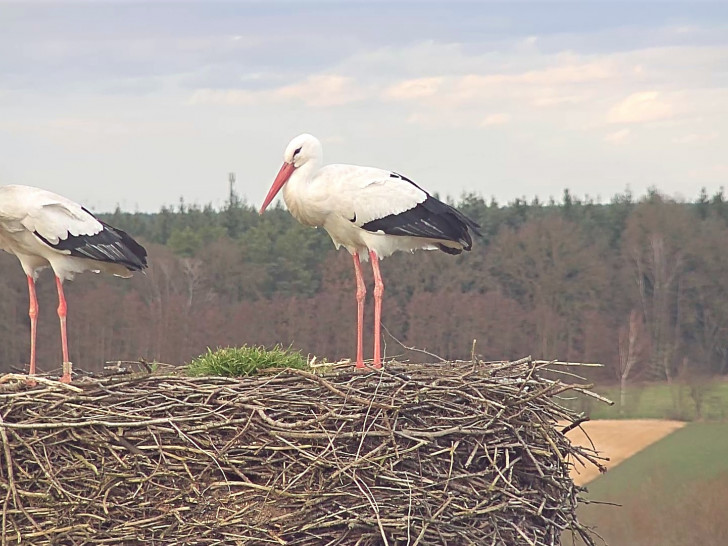 Das Storchenpaar Mai und Fridolin ist wieder vereint und hat ihr Nest bezogen.