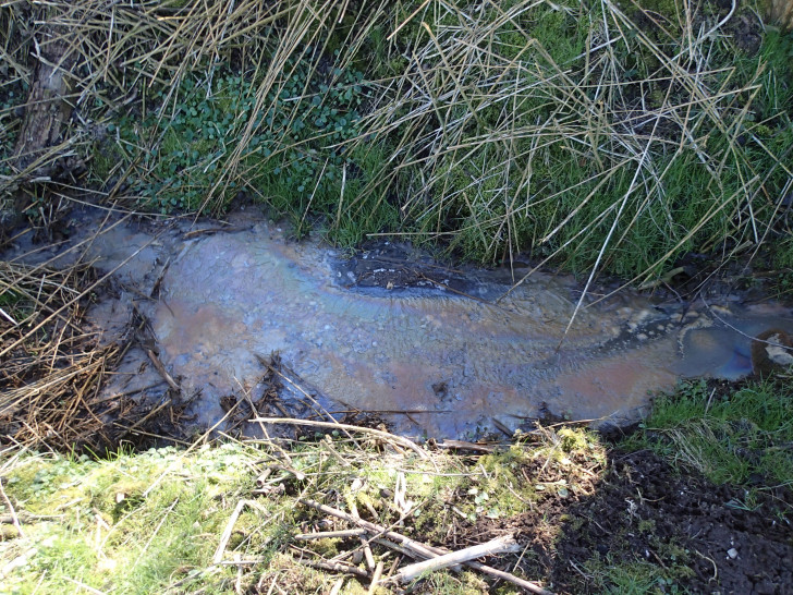 Fauliger Geruch und der schnell wachsende Abwasserpilz sind für die Experten der unteren Wasserbehörde des Landkreises klares Indiz für eine Verunreinigung der Gewässer. 