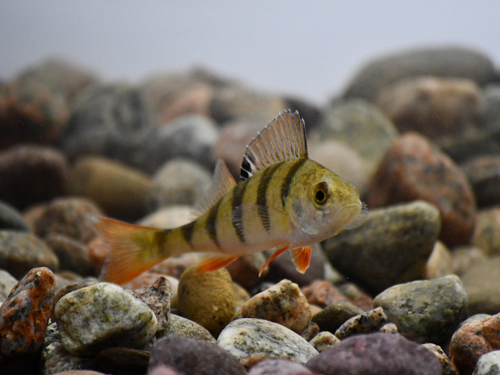 Porträt Flussbarsch (Perca fluviatilis).