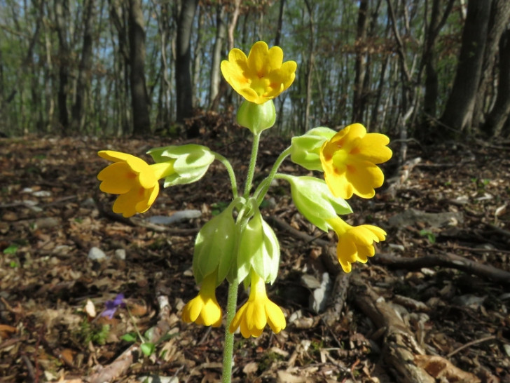 Auch die Echte Schlüsselblume kommt im Gebiet vor.