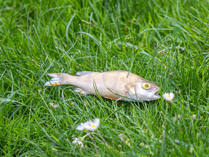 Einer der toten Fische am Schlossteich Salder.