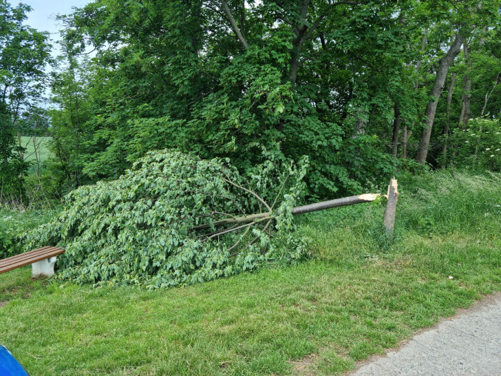 Diese Baum wurde von Unbekannten gefällt.