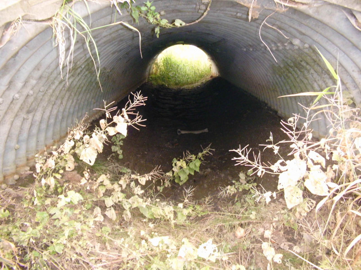 Die Alte Ilse zwischen Bornum und Dorstadt ist trockengefallen, das Foto wurde unterhalb der Straßenbrücke der K 27 aufgenommen. 