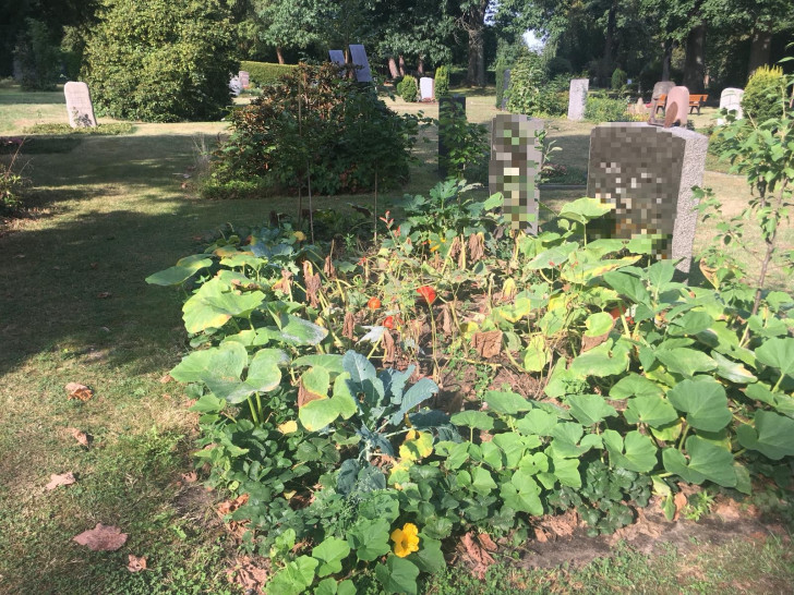 Auf einem Grab wachsen Kürbisse und Erdbeeren.