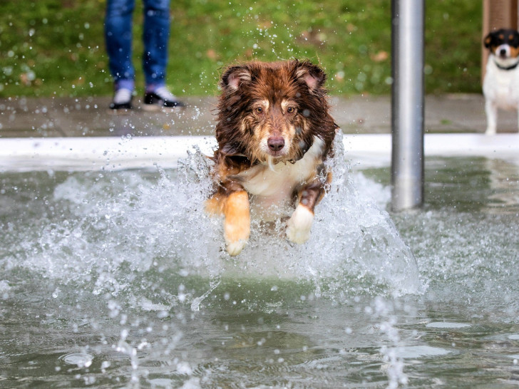 Hundevergnügen pur – das Braunschweiger Hundeschwimmen im Freibad Raffteich.