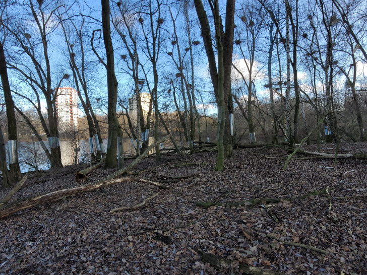 Rollglasmanschetten an den Bäumen auf der Insel im Neuen Teich verhindern, dass die Waschbären an die Brutstätten der Graureiher gelangen. 