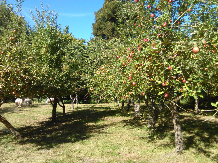 Kloster Mariensee mit seinen Obstbäumen.