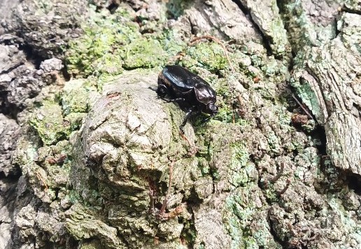 Ein Eremit auf einem Baum in Bad Harzburg.