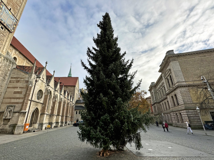 Die ersten Vorboten des Weihnachtsmarktes sind in der Innenstadt eingetroffen: Seit vergangener Nacht ziert diese serbische Fichte den Domplatz.