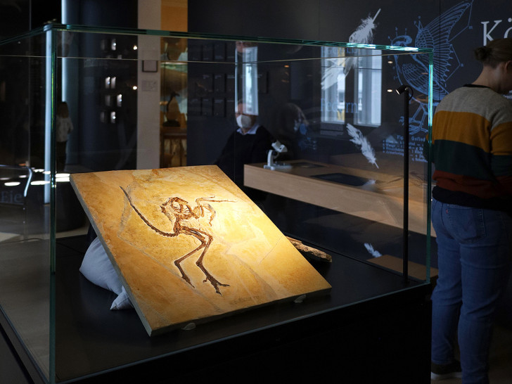  Der Urvogel Archaeopteryx im Staatlichen Naturhistorischen Museum in Braunschweig.