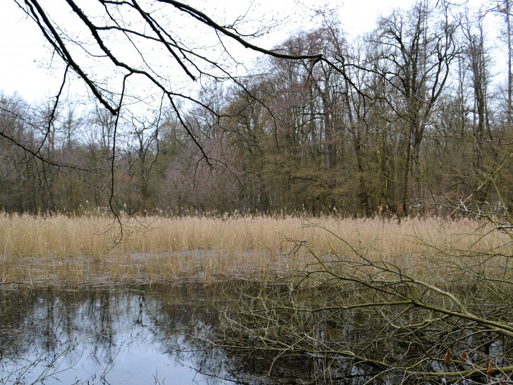 Teich im neuen Waldgrundstück des WWL.