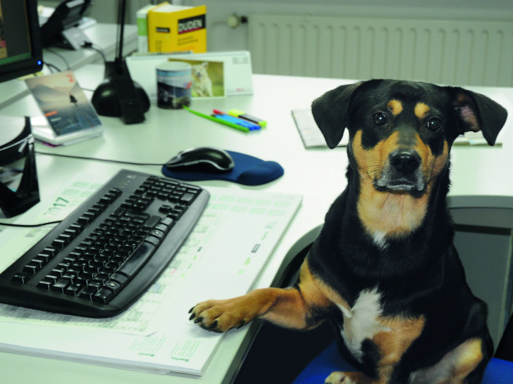 Hund Buddy bei seiner „Arbeit“ beim Deutschen Tierschutzbund.