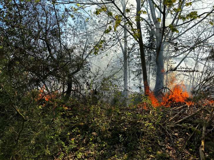 Die Flammen fraßen sich auch durch Bäume und Büsche.