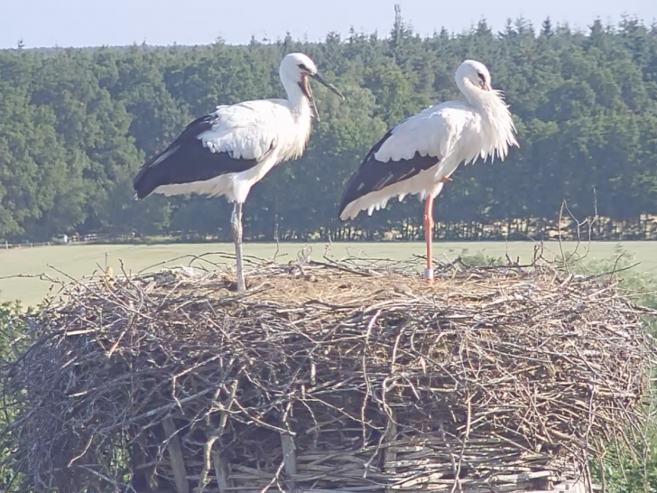 Der Storchen-Nachwuchs (links) in Leiferde entwickelt sich prächtig. Mama Mai passt auf ihren Schützling noch gut auf. 
