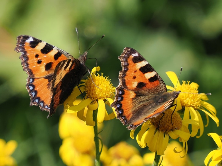 Kleiner Fuchs (Aglais urticae): Dieser auffällige, heimische Tagfalter kann bereits im Frühjahr beim Fliegen beobachtet werden. Seine Raupen fressen nur an Brennnessel und profitieren besonders von „wilden Ecken" im Garten. 