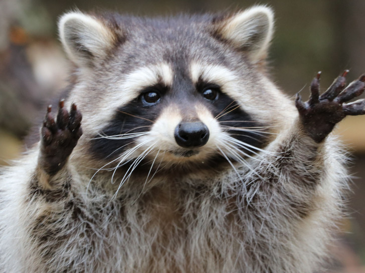 Der Waschbär ist ein Meister der Anpassung.