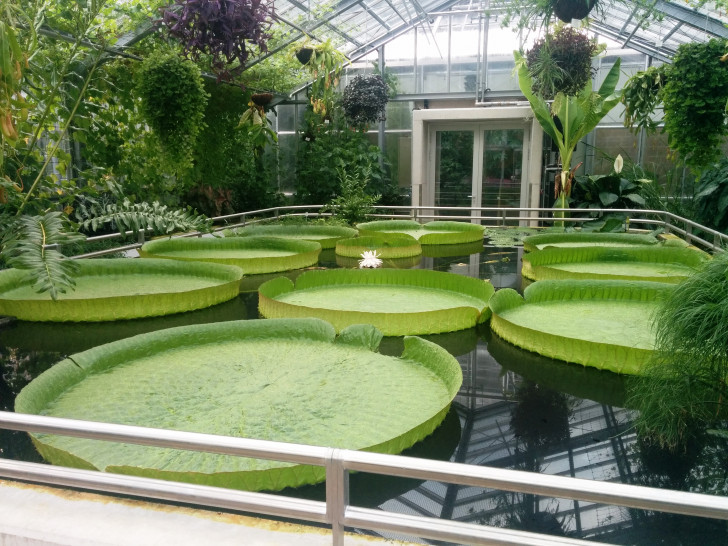 Tropische Riesenseerose im Botanischen Garten.