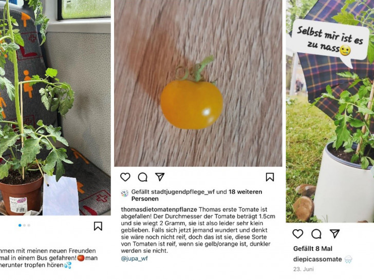 Mit verschiedenen Posts in den sozialen Medien werden die Tomatenpflanzen derzeit präsentiert. 