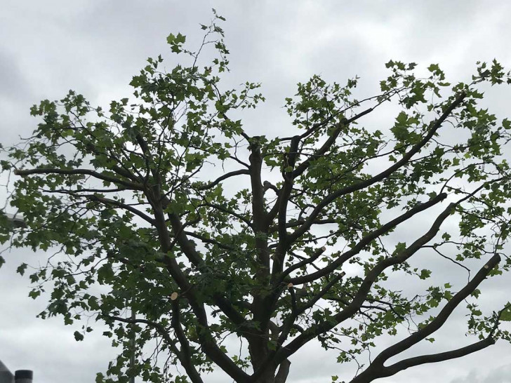Die Plantane mit gekappter Baumkrone – so soll sie auch einem Unwetter standhalten.