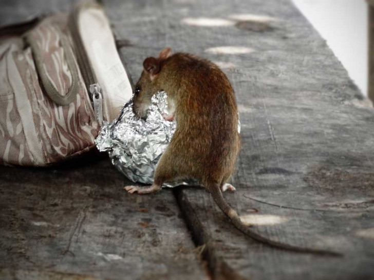 In Salzgitter wohl kein seltener Anblick: eine Ratte wühlt im Müll. (Symbolfoto)